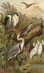 Day and Night Heron